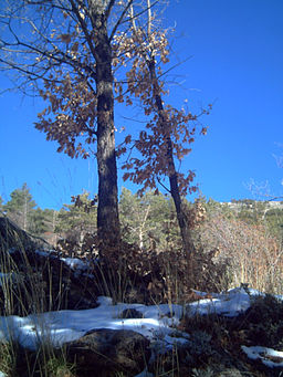 Chêne noir prenant racine dans le sol enneigé de la Sierra Nevada- Jardin Botanique Hoya Pedraza